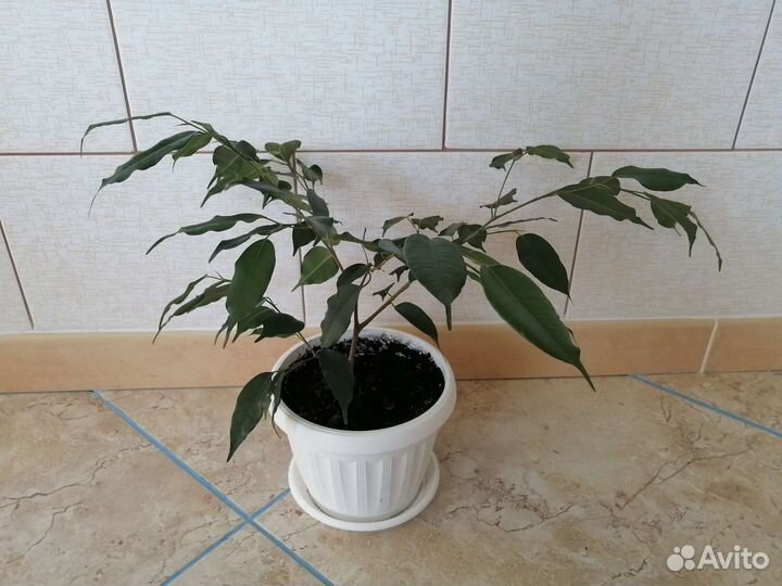 Фикус Бенджамина