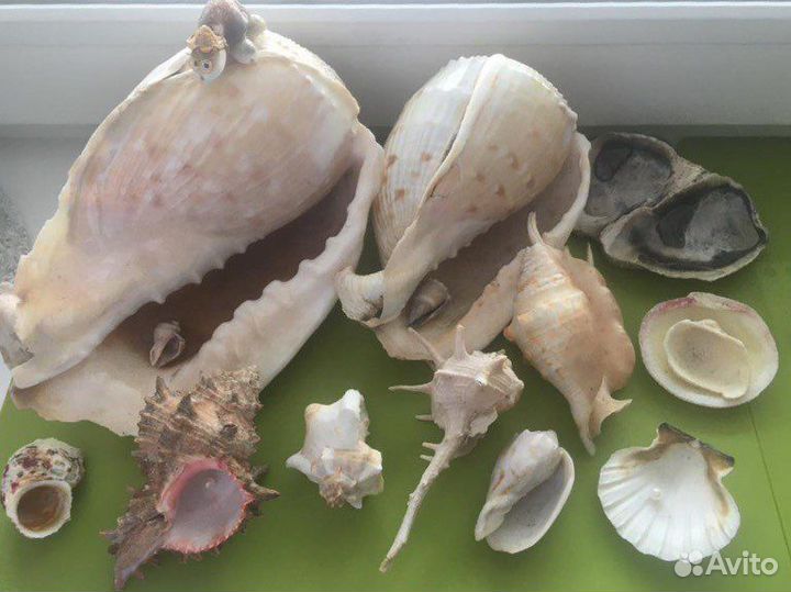 Морские ракушки