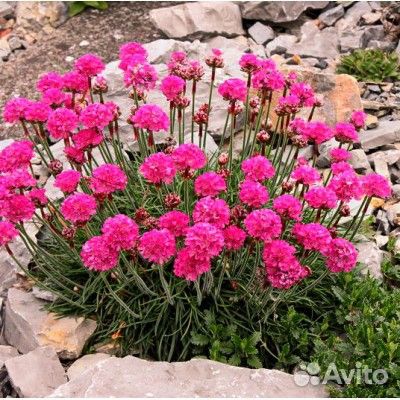 Армерия приморская розовая и белая