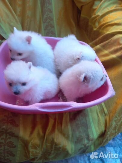 Щенки шпица