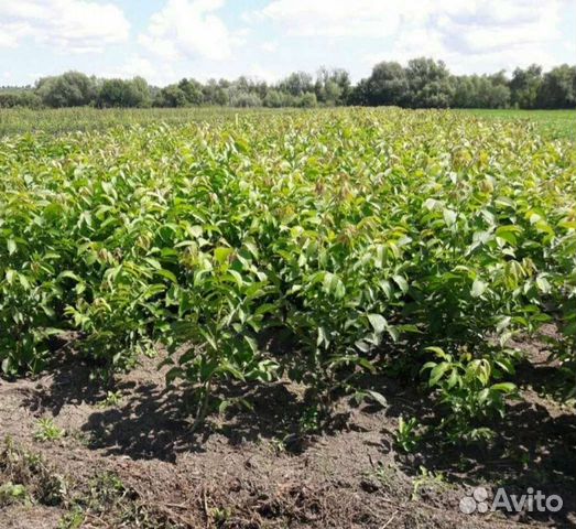 Грецкий орех