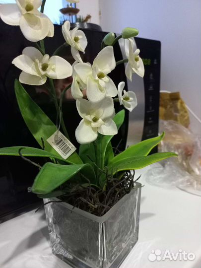 Дендробиум фаленопсис