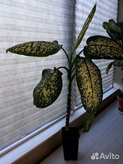 Диффенбахия