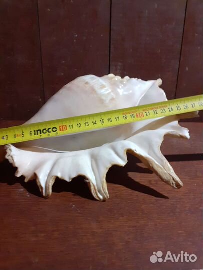 Раковины морские большин