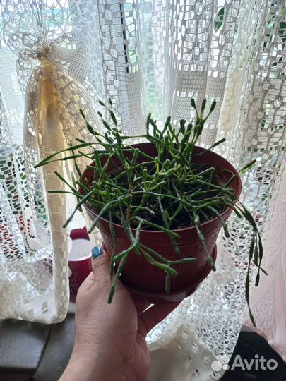 Хатиора комнатные цветы