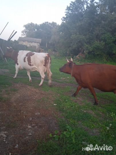 Коровы дойные молочные