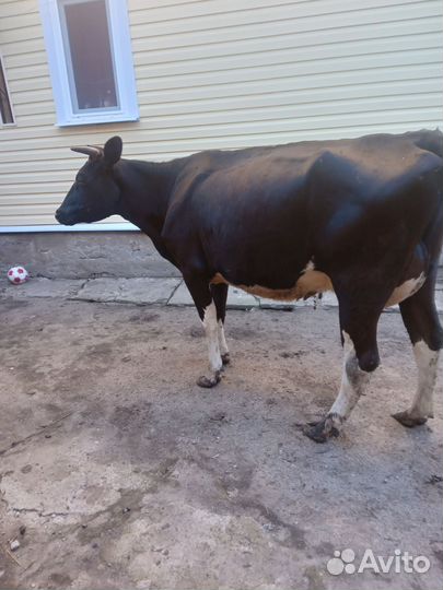 Корова стельная после первого отела