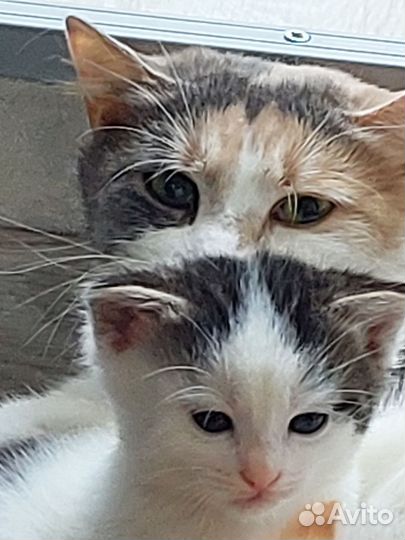 Котята в добрые руки бесплатно