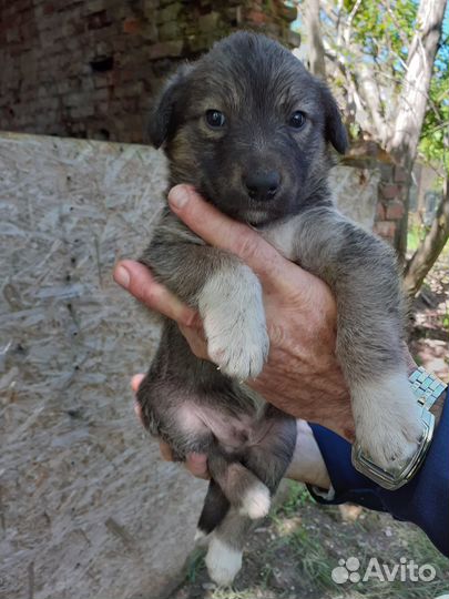 Раздаём щенков