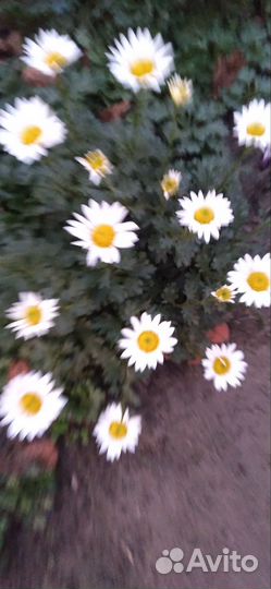 Ромашка осенняя