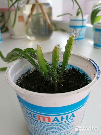 Питахайя Драконий фрукт