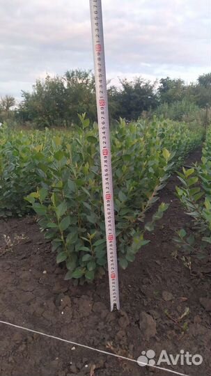 Кизильник блестящий