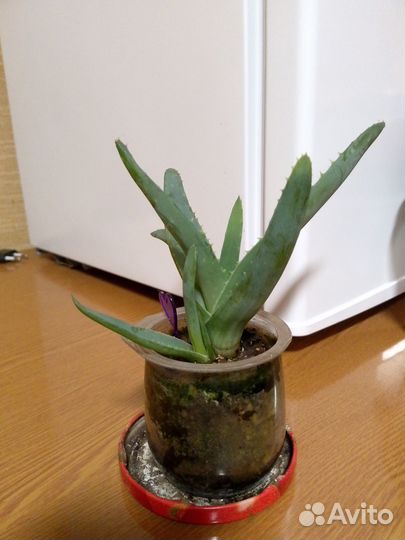 Алоэ вера растение