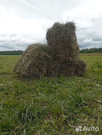 Сено в кипах