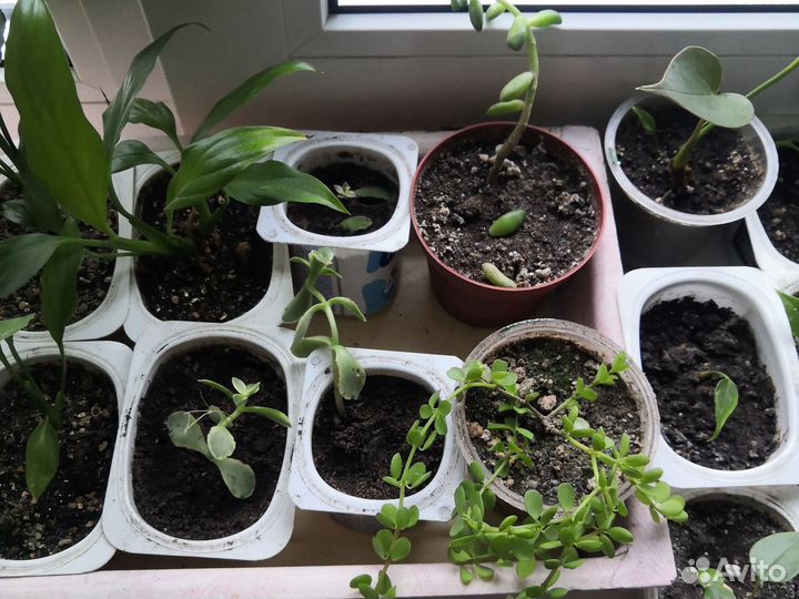 Суккуленты, антуриум, цветы