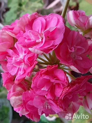 Пеларгония сортовая