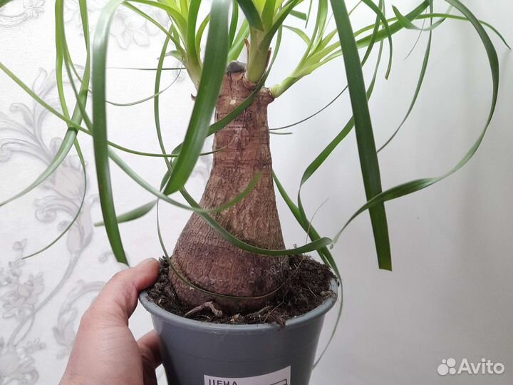 Бокарнея нолина