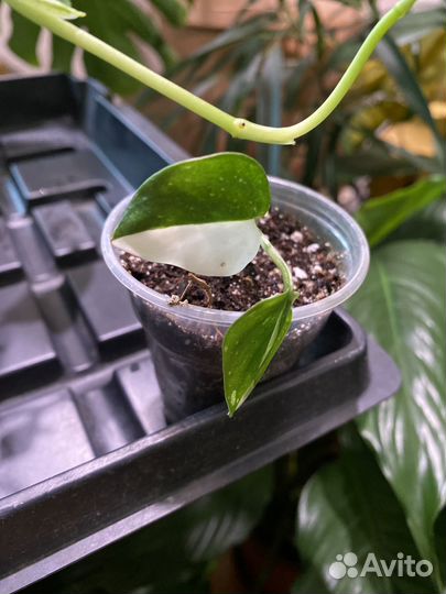 Филодендрон кобра белая