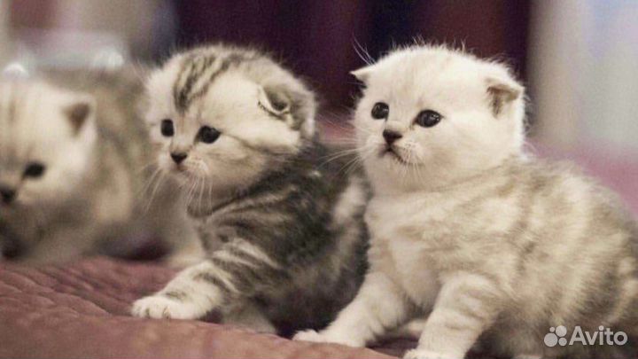Кошки шотландцы