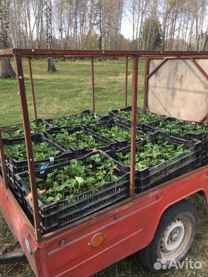 Рассада клубники