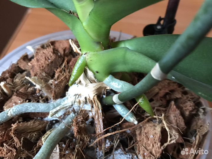 Орхидея фаленопсис