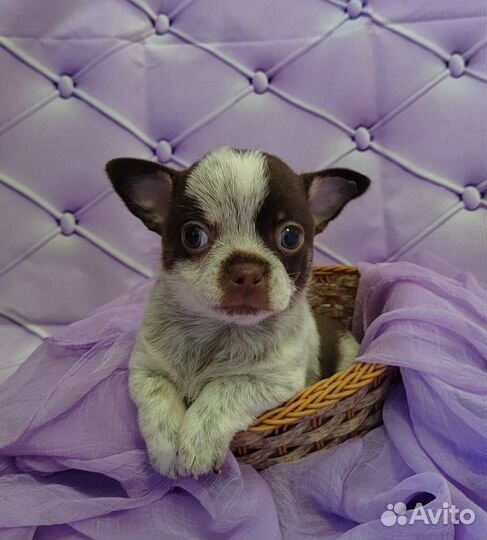 Чихуахуа мальчишки- братишки