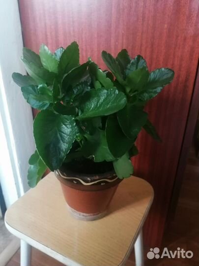 Комнатный цветок каланхое