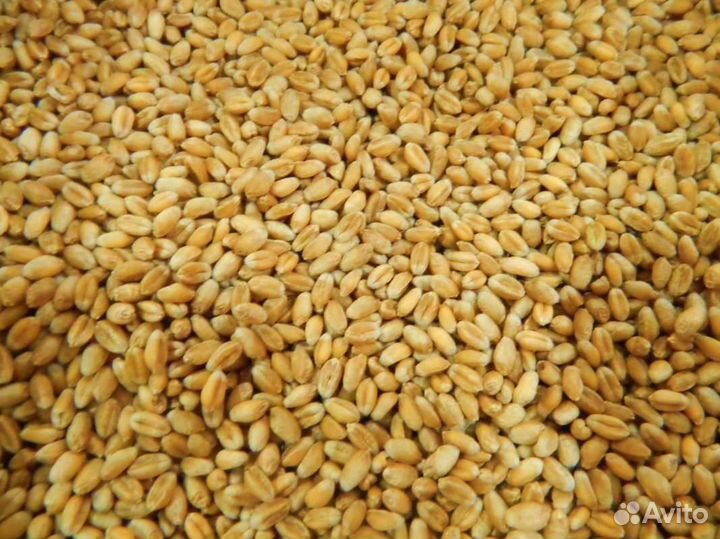 Пшеница 40кг