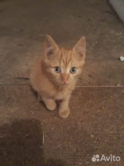 Отдам котят