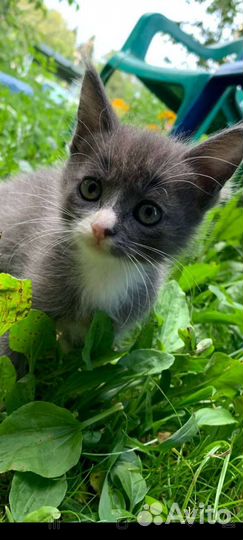 Кошки в добрые руки