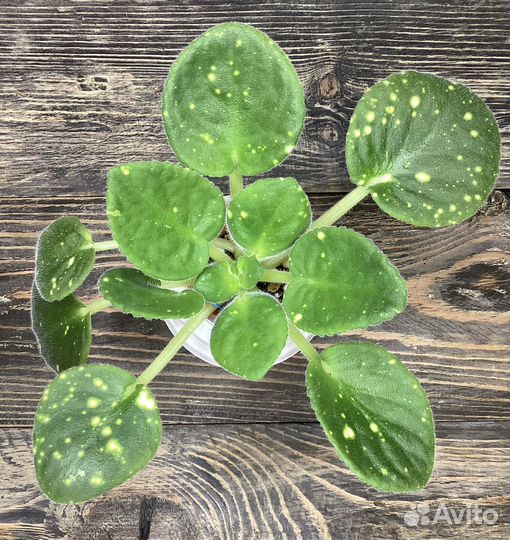 Комнатные цветы, эписция