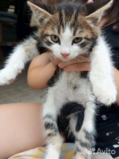 Котенок в добрые руки