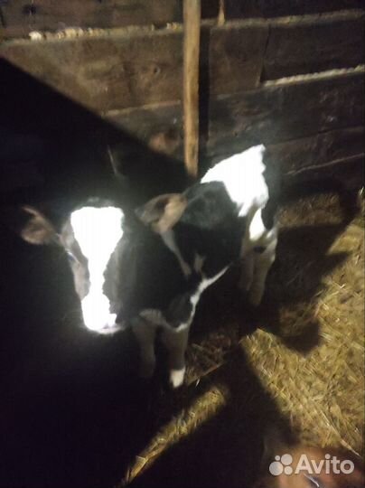 Бычок и телочки