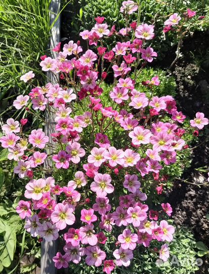 Цветы многолетники