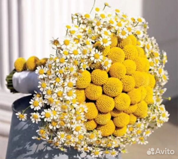 Цветы Краспедия Барабанные палочки семена