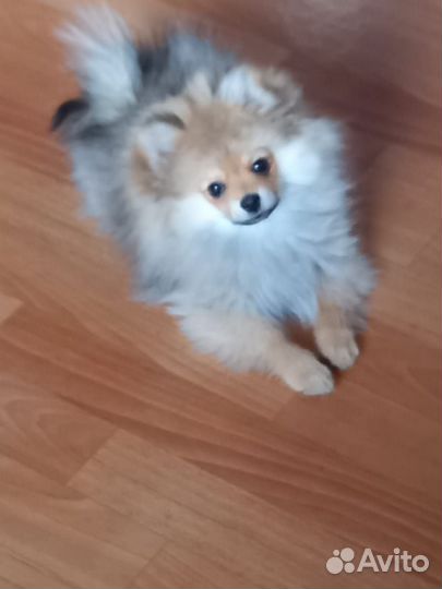 Померанский шпиц