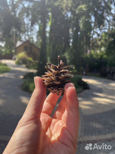 Шишки сосновые