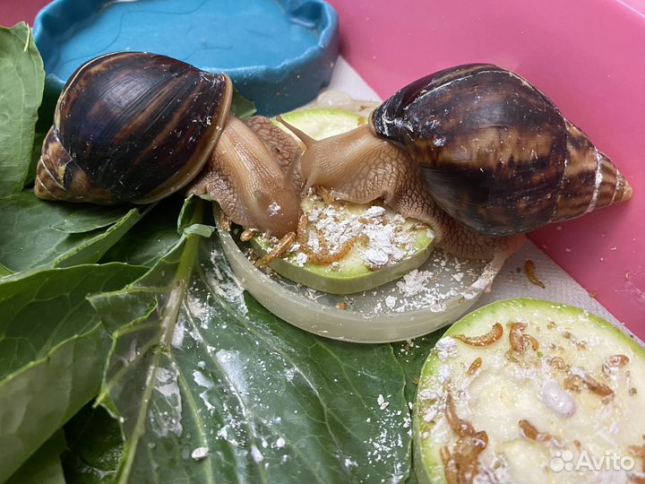 Улитки ахатины