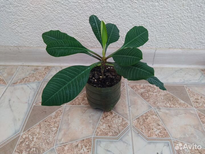 Растение молочай беложилковый