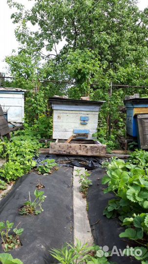 Ульи, лежаки