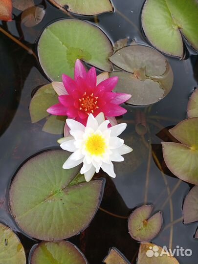 Нимфея белая