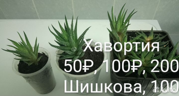 Комнатные растения