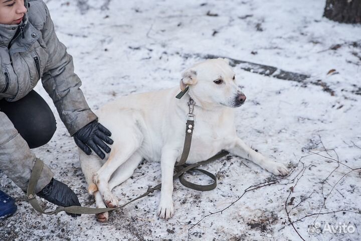 В добрые руки хорошая собака Милка