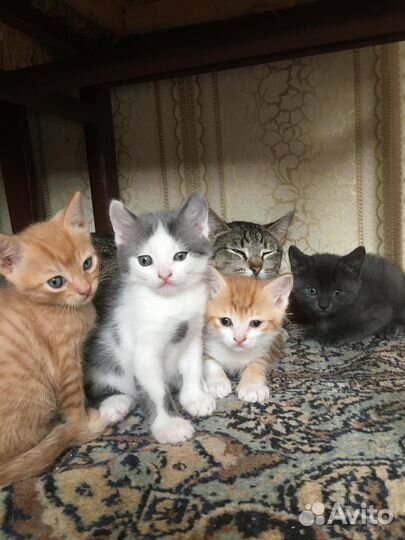 Кошки бесплатно