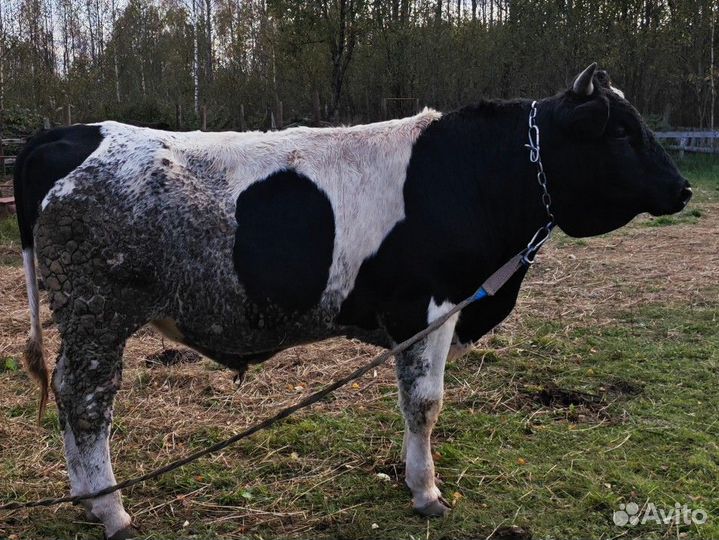 Бык 1.5 года 540кг