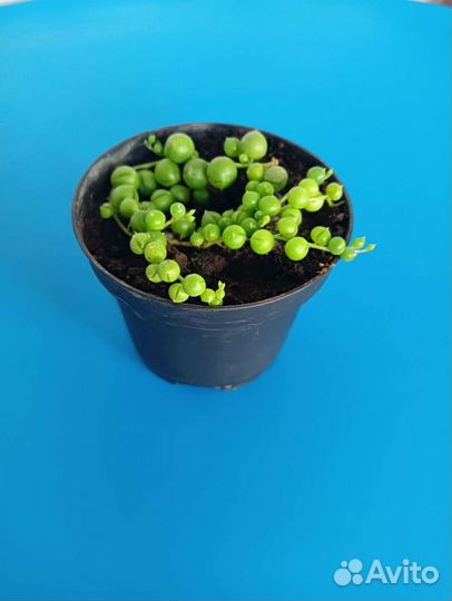 Крестовник роули (сенецио)