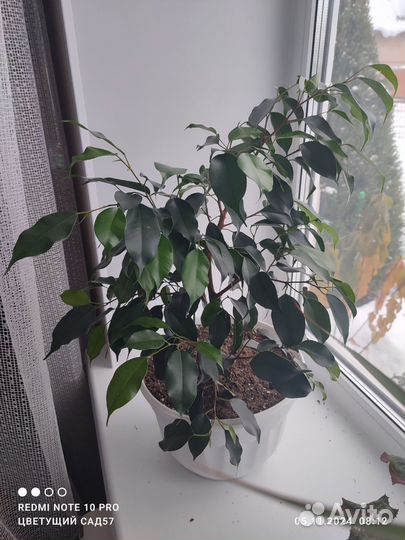 Фикус бенджамина
