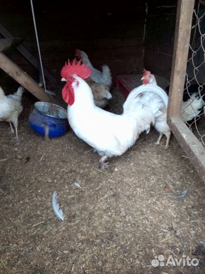 Петухи,курочки молодки