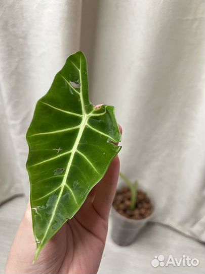 Комнатные растения