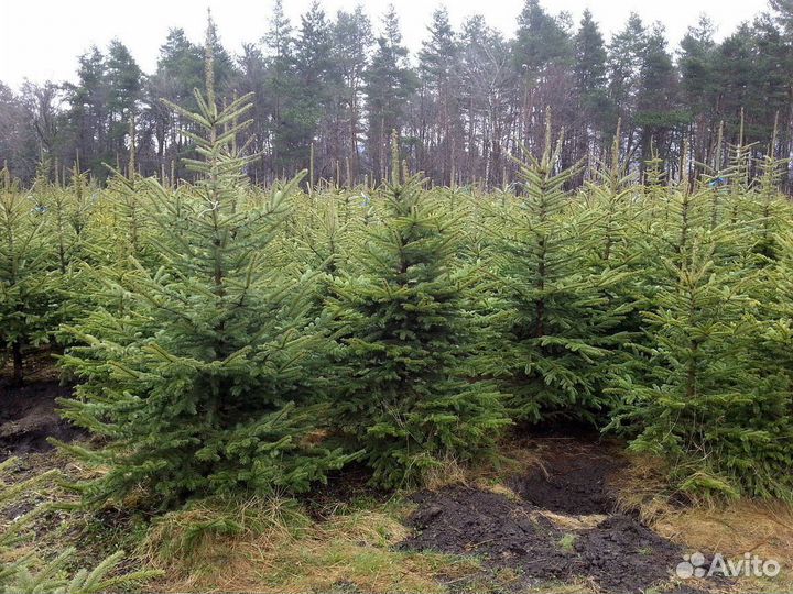 Ель Голубая из питомника с доставкой